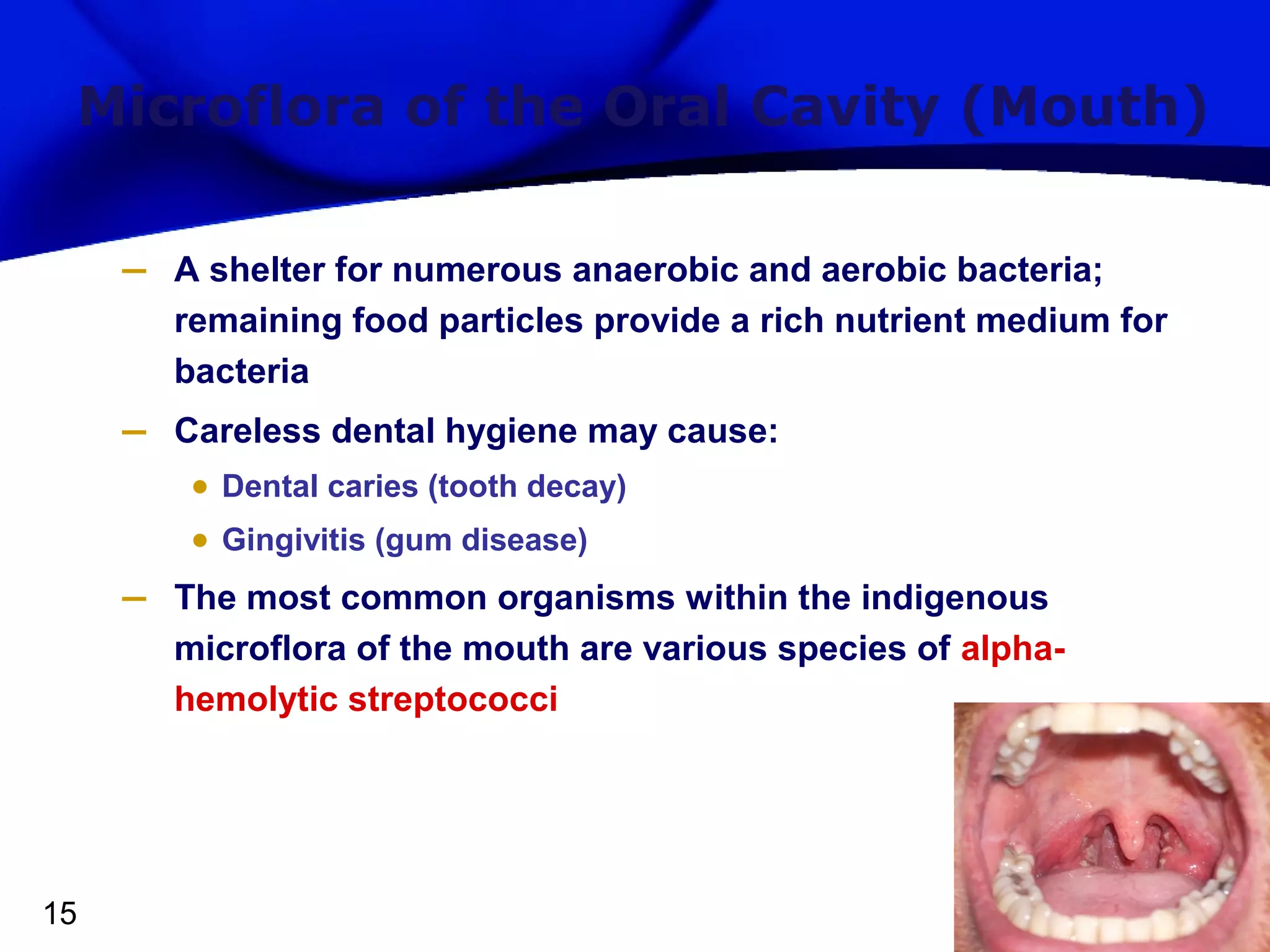 Microflora of the Oral Cavity (Mouth)
–

A shelter for numerous anaerobic and aerobic bacteria;
remaining food particles provide a rich nutrient medium for
bacteria

–

Careless dental hygiene may cause:

• Dental caries (tooth decay)
• Gingivitis (gum disease)

–

15

The most common organisms within the indigenous
microflora of the mouth are various species of alphahemolytic streptococci

 
