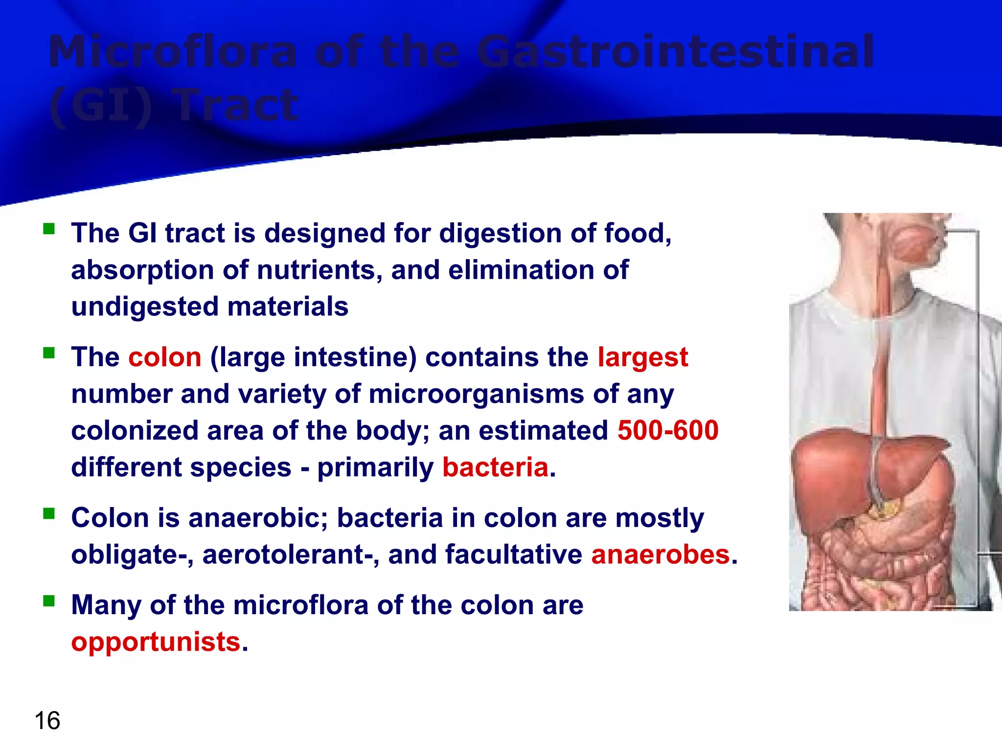 Microflora of the Gastrointestinal
(GI) Tract


The GI tract is designed for digestion of food,
absorption of nutrients, and elimination of
undigested materials



The colon (large intestine) contains the largest
number and variety of microorganisms of any
colonized area of the body; an estimated 500-600
different species - primarily bacteria.



Colon is anaerobic; bacteria in colon are mostly
obligate-, aerotolerant-, and facultative anaerobes.



Many of the microflora of the colon are
opportunists.

16

 