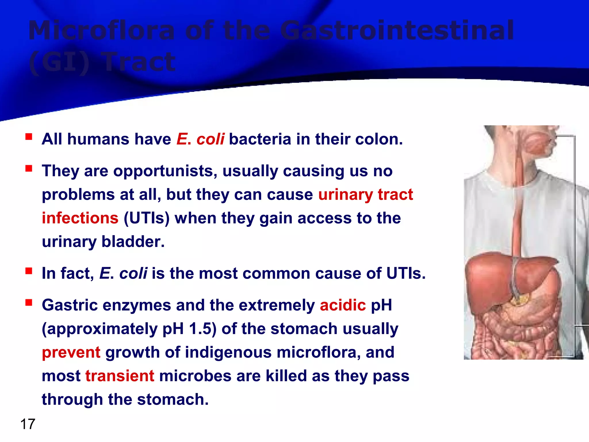 Microflora of the Gastrointestinal
(GI) Tract



All humans have E. coli bacteria in their colon.




In fact, E. coli is the most common cause of UTIs.

17

They are opportunists, usually causing us no
problems at all, but they can cause urinary tract
infections (UTIs) when they gain access to the
urinary bladder.

Gastric enzymes and the extremely acidic pH
(approximately pH 1.5) of the stomach usually
prevent growth of indigenous microflora, and
most transient microbes are killed as they pass
through the stomach.

 