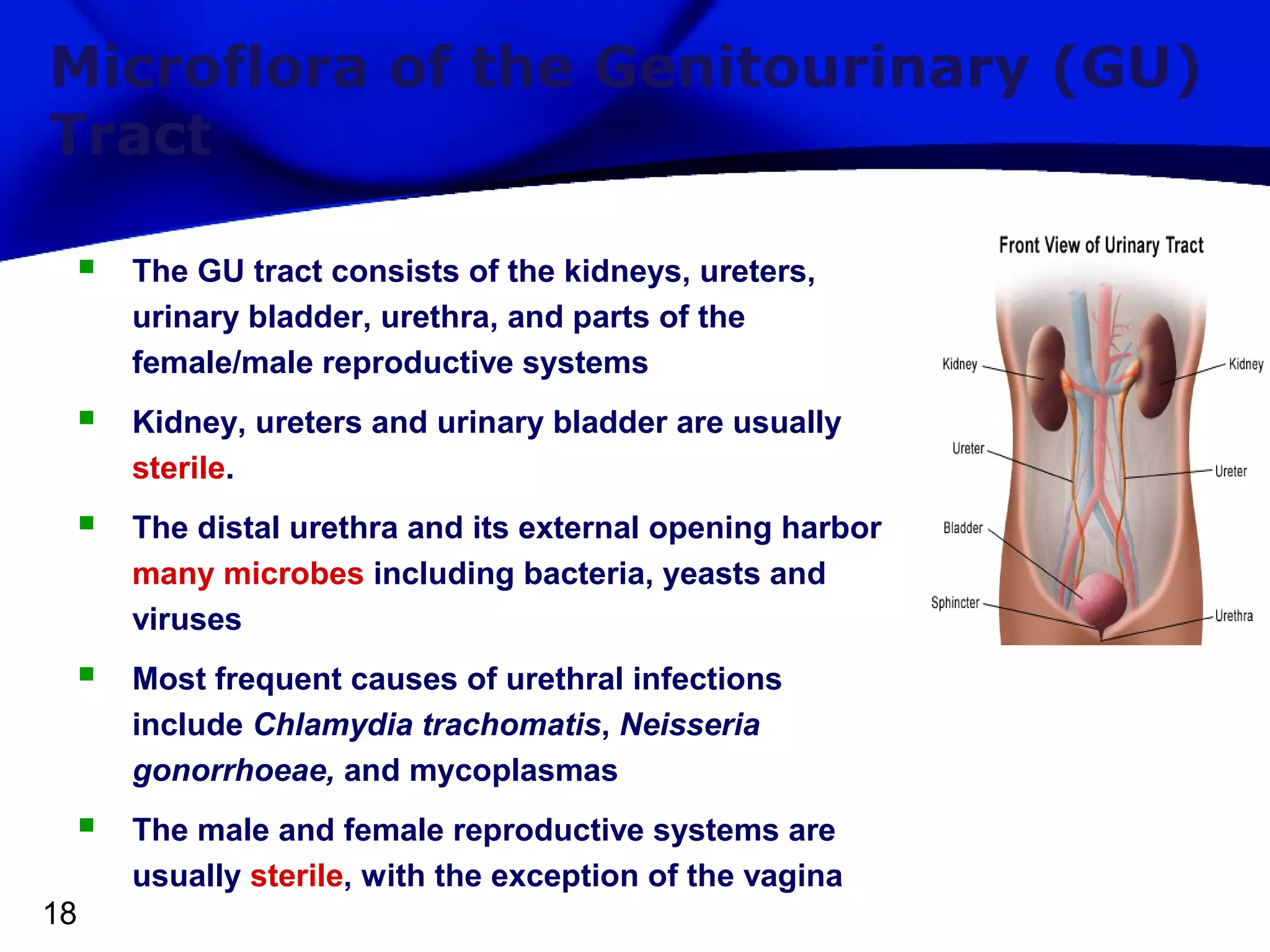 Microflora of the Genitourinary (GU)
Tract


The GU tract consists of the kidneys, ureters,
urinary bladder, urethra, and parts of the
female/male reproductive systems



Kidney, ureters and urinary bladder are usually
sterile.



The distal urethra and its external opening harbor
many microbes including bacteria, yeasts and
viruses



Most frequent causes of urethral infections
include Chlamydia trachomatis, Neisseria
gonorrhoeae, and mycoplasmas



The male and female reproductive systems are
usually sterile, with the exception of the vagina

18

 