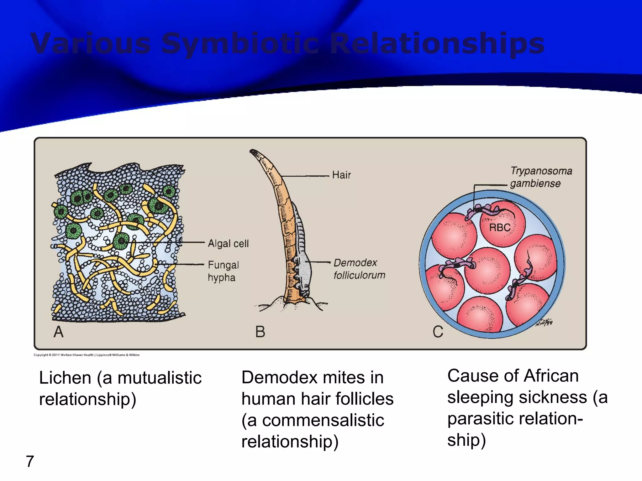 Various Symbiotic Relationships

Lichen (a mutualistic
relationship)
7

Demodex mites in
human hair follicles
(a commensalistic
relationship)

Cause of African
sleeping sickness (a
parasitic relationship)

 