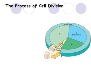 The Process of Cell Division
 