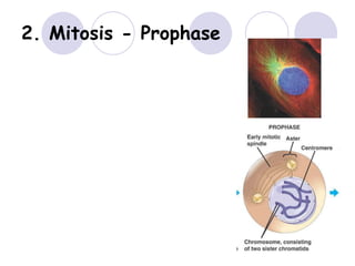 2. Mitosis - Prophase
 