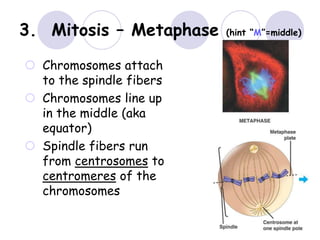 3. Mitosis – Metaphase (hint “M”=middle)
 Chromosomes attach
to the spindle fibers
 Chromosomes line up
in the middle (aka
equator)
 Spindle fibers run
from centrosomes to
centromeres of the
chromosomes
 