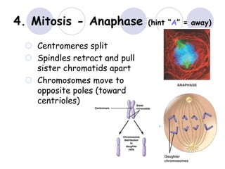 4. Mitosis - Anaphase (hint “A” = away)
 Centromeres split
 Spindles retract and pull
sister chromatids apart
 Chromosomes move to
opposite poles (toward
centrioles)
 