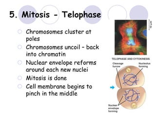 5. Mitosis - Telophase
 Chromosomes cluster at
poles
 Chromosomes uncoil – back
into chromatin
 Nuclear envelope reforms
around each new nuclei
 Mitosis is done
 Cell membrane begins to
pinch in the middle
 