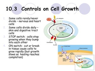 10.3 Controls on Cell Growth
1. Some cells rarely/never
divide – nervous and heart
cells
2. Some cells divide daily –
skin and digestive tract
cells
3. STOP switch: cells stop
growing when they bump
into each other
4. ON switch: cut or break
in tissue cause cells to
grow rapidly (but growth
slows as healing reaches
completion)
 