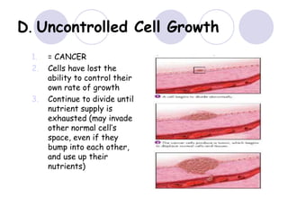 D. Uncontrolled Cell Growth
1. = CANCER
2. Cells have lost the
ability to control their
own rate of growth
3. Continue to divide until
nutrient supply is
exhausted (may invade
other normal cell’s
space, even if they
bump into each other,
and use up their
nutrients)
 
