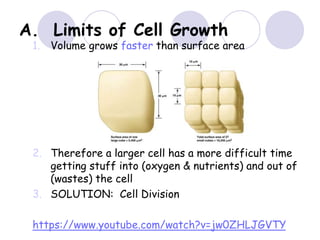A. Limits of Cell Growth
1. Volume grows faster than surface area
2. Therefore a larger cell has a more difficult time
getting stuff into (oxygen & nutrients) and out of
(wastes) the cell
3. SOLUTION: Cell Division
https://www.youtube.com/watch?v=jw0ZHLJGVTY
 