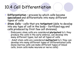 10.4 Cell Differentiation
 Differentiation – process by which cells become
specialized and differentiate into many different
types of cells
 Stem Cells – cells that are totipotent (able to develop
into any type of cell in the body – fertilized egg and
cells produced by first few cell divisions)
 Embryonic stem cells are considered pluripotent b/c they
produce the cells in the early embryo, can develop into
many different types, but not all types of cells
 Adult stem cells are considered multipotent b/c they can
develop into many different types of differentiated cells
(bone marrow cells can make different types of blood
cells, brain cells make neurons or nerve cells)
 
