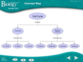 Cell Cycle And Mitosis Concept Map Chapter10 Modified