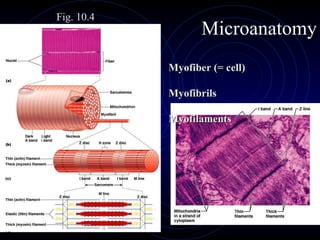 Microanatomy Myofiber (= cell)  Myofibrils  Myofilaments Fig. 10.4 