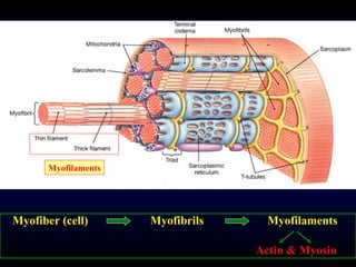 Myofiber (cell)    Myofibrils   Myofilaments Actin & Myosin Myofilaments 