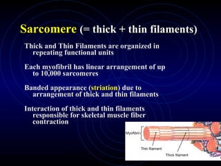 Sarcomere   (= thick + thin filaments) Thick and Thin Filaments are organized in repeating functional units Each myofibril has linear arrangement of up to 10,000 sarcomeres Banded appearance ( striation ) due to arrangement of thick and thin filaments Interaction of thick and thin filaments responsible for skeletal muscle fiber contraction 