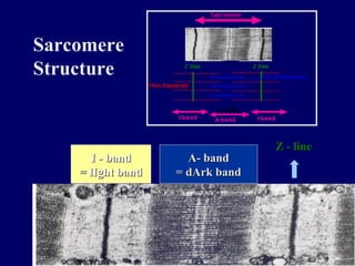 Sarcomere Structure  Z - line A- band = dArk band I - band = lIght band 