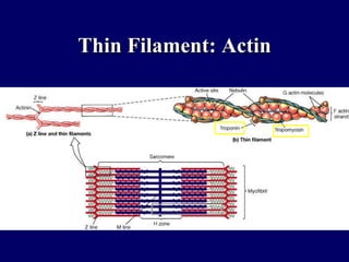 Thin Filament: Actin 