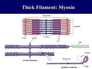 Thick Filament: Myosin 