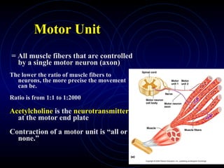 Motor Unit = All muscle fibers that are controlled by a single motor neuron (axon) The lower the ratio of muscle fibers to neurons, the more precise the movement can be. Ratio is from 1:1 to 1:2000 Acetylcholine  is the  neurotransmitter  at the motor end plate Contraction of a motor unit is “all or none.” 