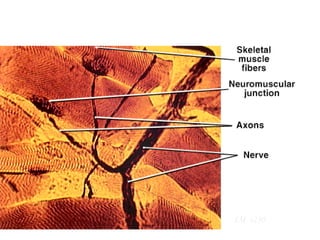 Neuromuscular Junction LM  x230 