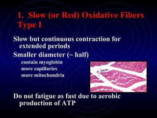 1.  Slow (or Red) Oxidative Fibers Type I Slow but continuous contraction for extended periods Smaller diameter (~ half) contain myoglobin  more capillaries  more mitochondria Do not fatigue as fast due to aerobic production of ATP 