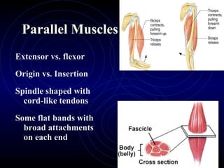 Parallel Muscles Extensor vs. flexor Origin vs. Insertion Spindle shaped with cord-like tendons Some flat bands with broad attachments on each end 