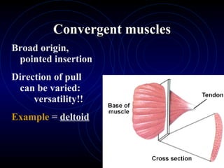 Convergent muscles Broad origin, pointed insertion Direction of pull can be varied: versatility!! Example  =  deltoid 