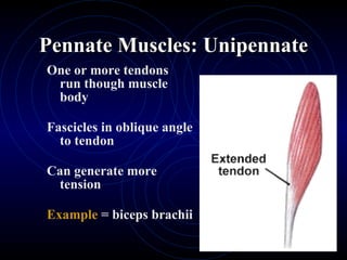 Pennate Muscles: Unipennate One or more tendons  run though muscle body Fascicles in oblique angle to tendon Can generate more tension Example  = biceps brachii 