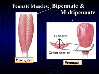 Pennate Muscles:  Bipennate &    Multipennate Example Example 