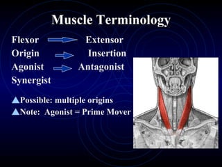 Muscle Terminology Flexor   Extensor Origin   Insertion Agonist Antagonist Synergist Possible: multiple origins   Note:  Agonist = Prime Mover 