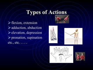 Types of Actions flexion, extension adduction, abduction elevation, depression pronation, supination etc., etc. . . . . 