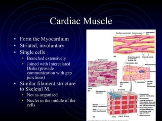 Cardiac Muscle Form the Myocardium Striated, involuntary Single cells Branched extensively Joined with Intercalated Disks (provide communication with gap junctions) Similar filament structure to Skeletal M. Not as organized Nuclei in the middle of the cells 