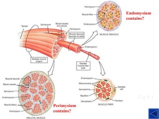 Organization of Skeletal Muscle Fig 9-1 Perimysium contains? Endomysium contains? 