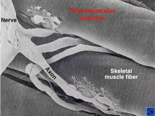 Neuromuscular Junction 