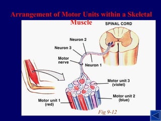 Arrangement of Motor Units within a Skeletal Muscle Fig 9-12 