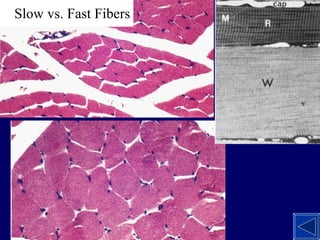 Slow vs. Fast Fibers 