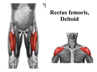 Rectus femoris, Deltoid 