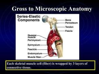Gross to Microscopic Anatomy Each skeletal muscle cell (fiber) is wrapped by 3 layers of connective tissue. 