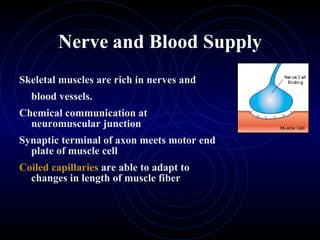 Nerve   and Blood Supply Skeletal muscles are rich in nerves and  blood vessels. Chemical communication at neuromuscular junction Synaptic terminal of axon meets motor end plate of muscle cell Coiled capillaries  are able to adapt to changes in length of muscle fiber 