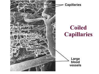 Coiled Capillaries 