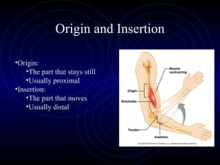 Origin and Insertion Origin:  The part that stays still Usually proximal Insertion:  The part that moves Usually distal 
