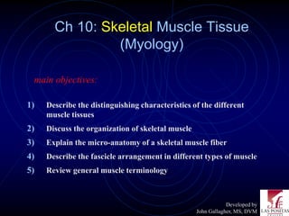 Ch 10: Skeletal Muscle Tissue
                (Myology)

 main objectives:

1)   Describe the distinguishing characteristics of the different
     muscle tissues
2)   Discuss the organization of skeletal muscle
3)   Explain the micro-anatomy of a skeletal muscle fiber
4)   Describe the fascicle arrangement in different types of muscle
5)   Review general muscle terminology



                                                               Developed by
                                                   John Gallagher, MS, DVM
 