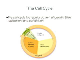 Chapter 10 notes - Cell Growth and Division | PPT