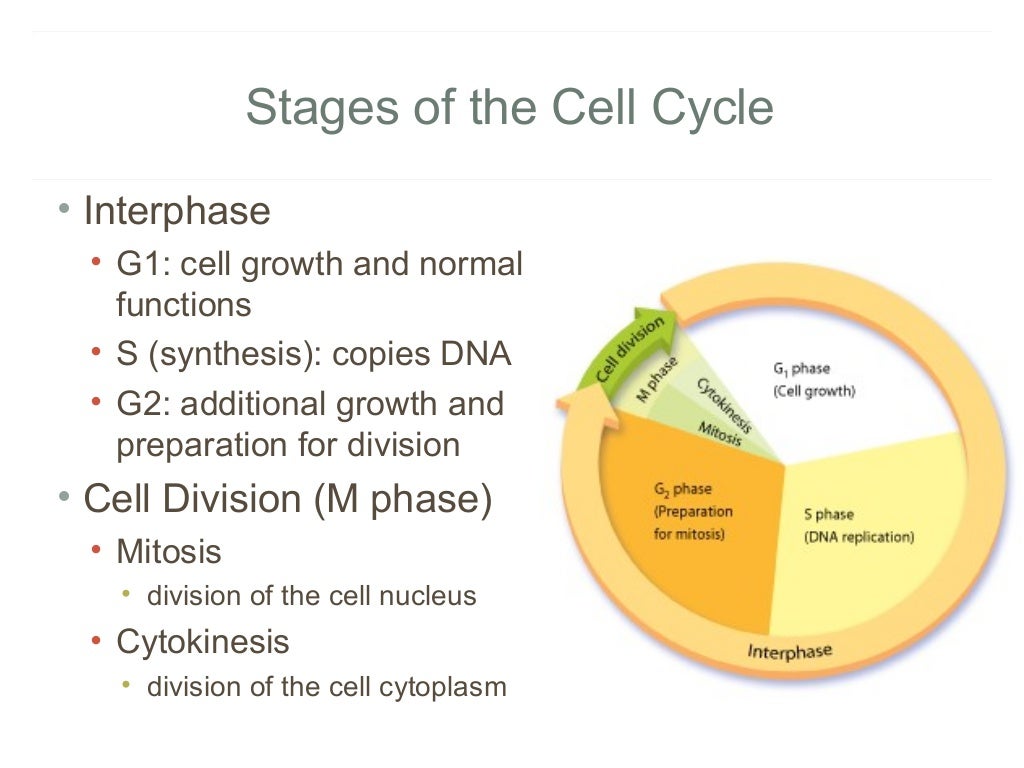 Cell Growth and Division Biology Diagrams