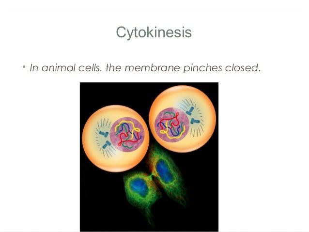 Chapter 10 notes - Cell Growth and Division