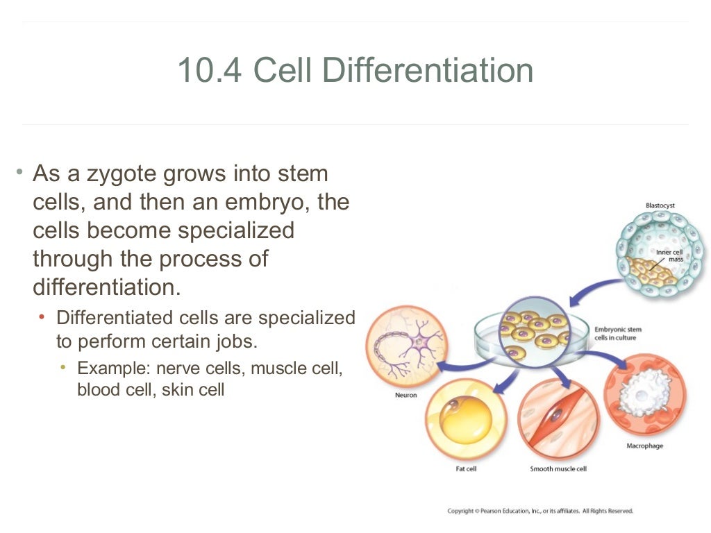 Cell Growth and Division Biology Diagrams