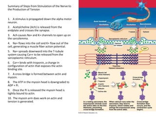 18
Summary of Steps from Stimulation of the Nerve to
the Production of Tension
1. A stimulus is propagated down the alpha motor
neuron.
2. Acetylcholine (Ach) is released from the
endplate and crosses the synapse.
3. Ach causes Na+ and K+ channels to open up on
the sarcolemma.
4. Na+ flows into the cell and K+ flow out of the
cell, generating a muscle fiber action potential.
5. Na+ spreads downward into the T-tubule
system causing Ca++ to be released from the
sarcoplasmic reticulum.
6. Ca++ binds with troponin, a change in
configuration of actin that exposes the actin
binding site.
7. A cross-bridge is formed between actin and
myosin.
8. The ATP in the myosin head is downgraded to
ADP + Pi.
9. Once the Pi is released the myosin head is
tightly bound to actin.
10. The myosin arm does work on actin and
tension is generated.
 