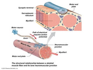 © 2015 Pearson Education, Inc.
Motor end
plate
Synaptic terminal
Sarcoplasmic
reticulum
Myofibril
Motor neuron
Axon
Motor end plate
Path of electrical
impulse (action
potential)
Neuromuscular
junction
Myofibril
The structural relationship between a skeletal
muscle fiber and its lone neuromuscular junction
 