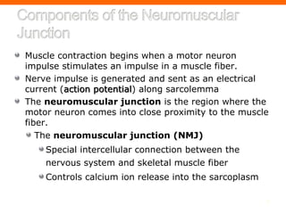 3
Muscle contraction begins when a motor neuron
impulse stimulates an impulse in a muscle fiber.
Nerve impulse is generated and sent as an electrical
current (action potential) along sarcolemma
The neuromuscular junction is the region where the
motor neuron comes into close proximity to the muscle
fiber.
The neuromuscular junction (NMJ)
Special intercellular connection between the
nervous system and skeletal muscle fiber
Controls calcium ion release into the sarcoplasm
 