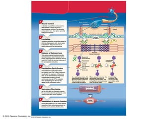 © 2015 Pearson Education, Inc.
 