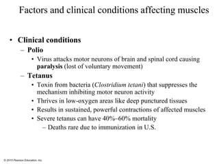 © 2015 Pearson Education, Inc.
Factors and clinical conditions affecting muscles
• Clinical conditions
– Polio
• Virus attacks motor neurons of brain and spinal cord causing
paralysis (lost of voluntary movement)
– Tetanus
• Toxin from bacteria (Clostridium tetani) that suppresses the
mechanism inhibiting motor neuron activity
• Thrives in low-oxygen areas like deep punctured tissues
• Results in sustained, powerful contractions of affected muscles
• Severe tetanus can have 40%–60% mortality
– Deaths rare due to immunization in U.S.
 